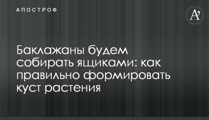 Баклажани збиратимемо ящиками: як правильно формувати кущ рослини