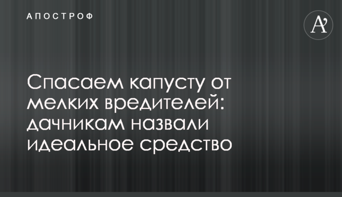 Рятуємо капусту від дрібних шкідників: дачникам назвали ідеальний засіб