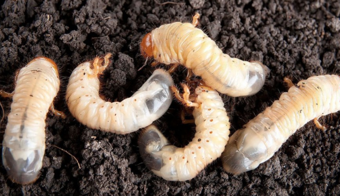 Как избавиться от личинок майского жука в саду и на огороде: полезные советы