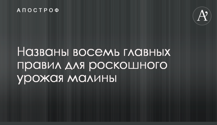 Названы восемь главных правил для роскошного урожая малины