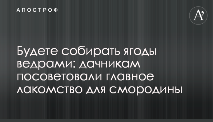 Збиратимете ягоди відрами: дачникам порадили головні ласощі для смородини