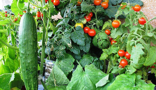 Как часто в жару надо поливать огурцы и помидоры, чтобы урожай не погиб