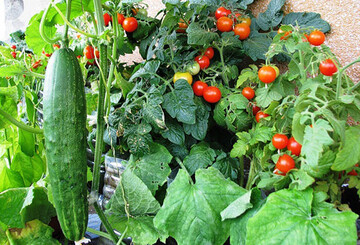 Как часто в жару надо поливать огурцы и помидоры, чтобы урожай не погиб