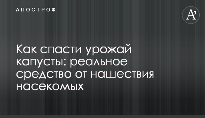 Як урятувати врожай капусти: реальний засіб від нашестя комах