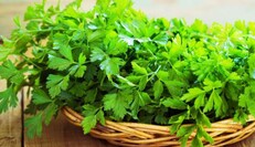 Урожай будете собирать до морозов: как правильно подкармливать петрушку