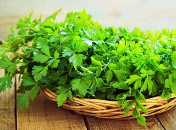 Урожай будете собирать до морозов: как правильно подкармливать петрушку