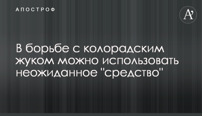 В борьбе с колорадским жуком можно использовать неожиданное 