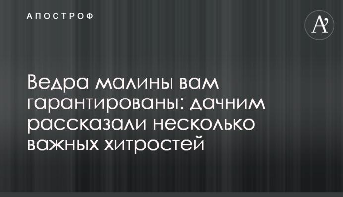 Відра малини вам гарантовані: дачним розповіли кілька важливих хитрощів