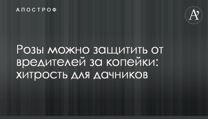 Троянди можна захистити від шкідників за копійки: хитрість для дачників