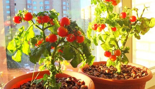 Урожай буде чудовий: як виростити на підвіконні огірки та помідори