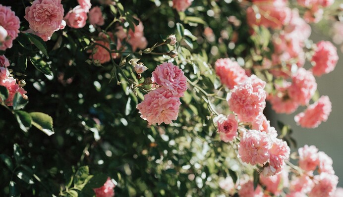 Погода в Україні буде шикарною: синоптики дали свіжий прогноз