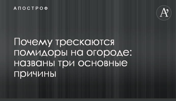 Почему трескаются помидоры на огороде: названы три основные причины