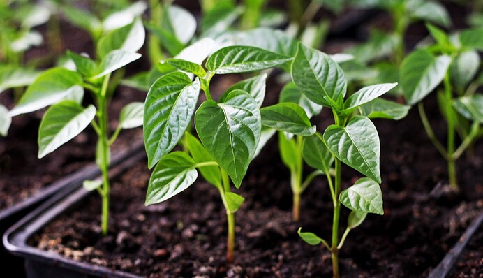 Как вырастить дома рассаду перца: главные секреты