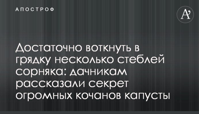 Достатньо встромити в грядку кілька стебел бур'янів: дачникам розповіли секрет величезних качанів капусти