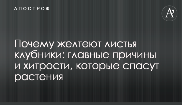 Чому жовтіє листя полуниці: головні причини та хитрощі, які врятують рослини