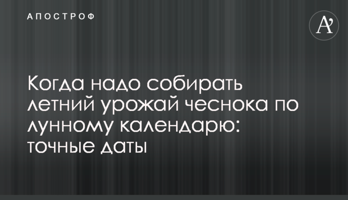 Коли треба збирати літній урожай часнику за місячним календарем: точні дати