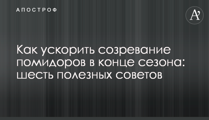 Як прискорити дозрівання помідорів наприкінці сезону: шість корисних порад