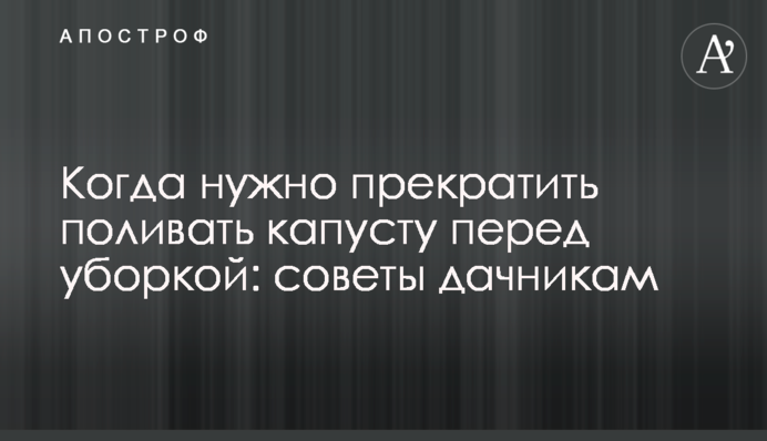 Коли потрібно припинити поливати капусту перед збиранням: поради дачникам