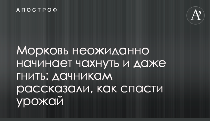Морковь неожиданно начинает чахнуть и даже гнить: дачникам рассказали, как спасти урожай