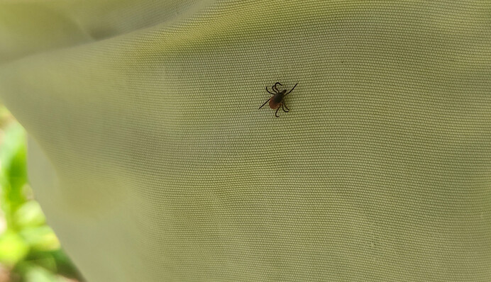 Лікар розповіла, де в Україні є ризик заразитися кліщовим енцефалітом