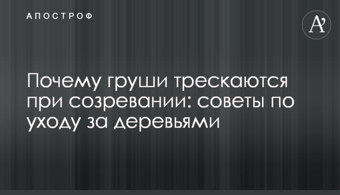 Почему груши трескаются при созревании: советы по уходу за деревьями