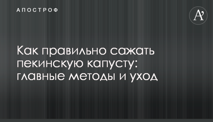Як правильно садити пекінську капусту: головні методи та догляд