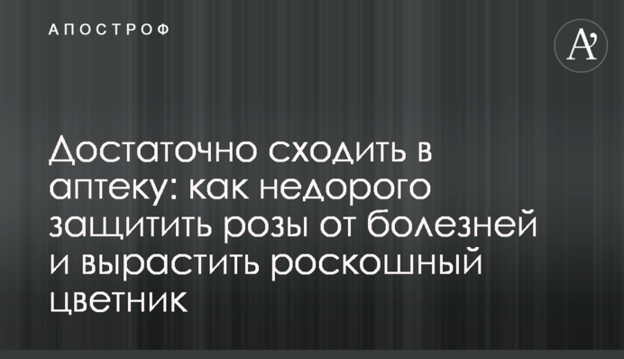 Достатньо сходити в аптеку: як недорого захистити троянди від хвороб та виростити розкішний квітник