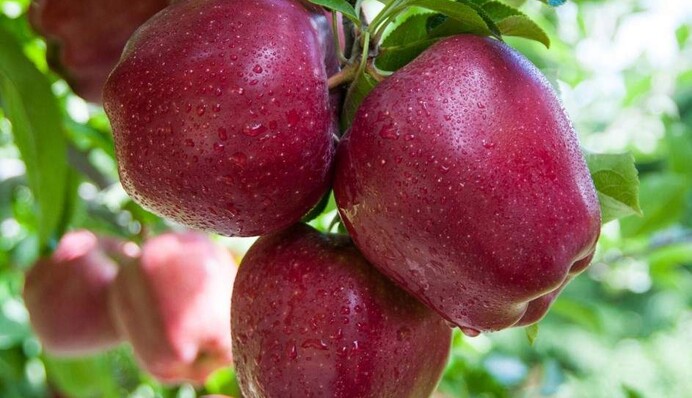 Как спасти яблоню от парши: помогут два простых средства