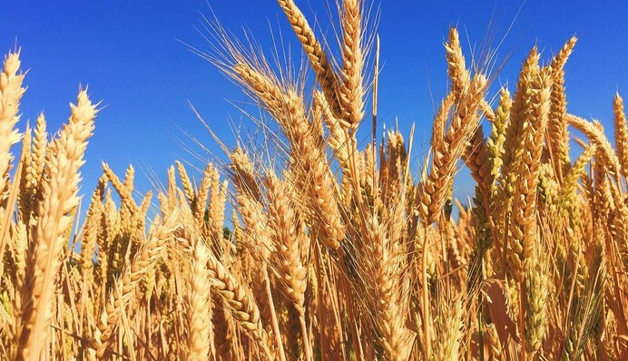 Хватит ли Украине своего зерна: в Кабмине дали неожиданный ответ