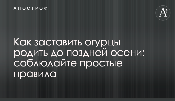 Як змусити огірки родити до пізньої осені: дотримуйтесь простих правил