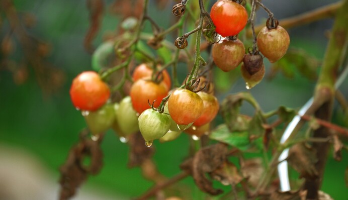 Актуально для серпня: як захистити посадки у дощову погоду