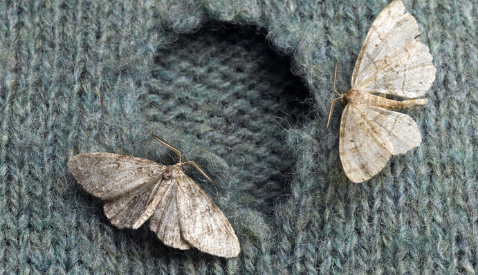 Как избавиться от моли и защитить одежду от поедания: пять лайфхаков