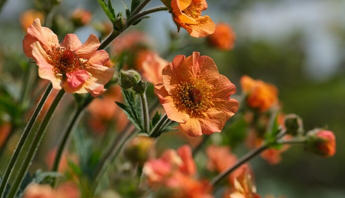 В Україні припікатиме до +37: прогноз на два тижні