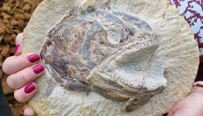 На ферме нашли уникальные окаменелости рыб Юрского периода и сделали 3D-фото