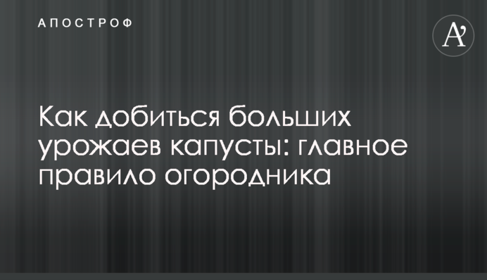 Як досягти великих урожаїв капусти: головне правило городника