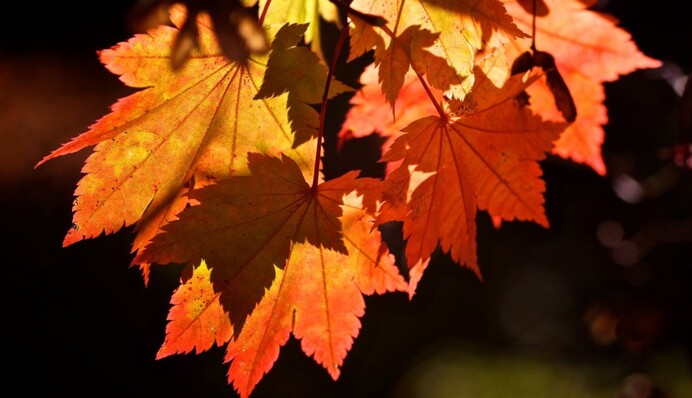 Гороскоп на осень: астрологи дали советы каждому знаку Зодиака
