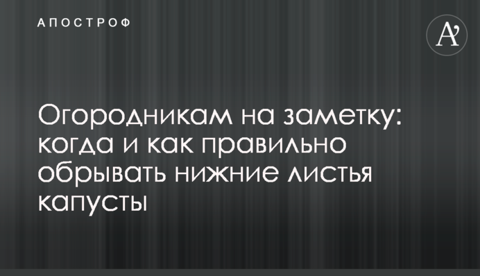 Городникам на замітку: коли і як правильно обривати нижнє листя капусти