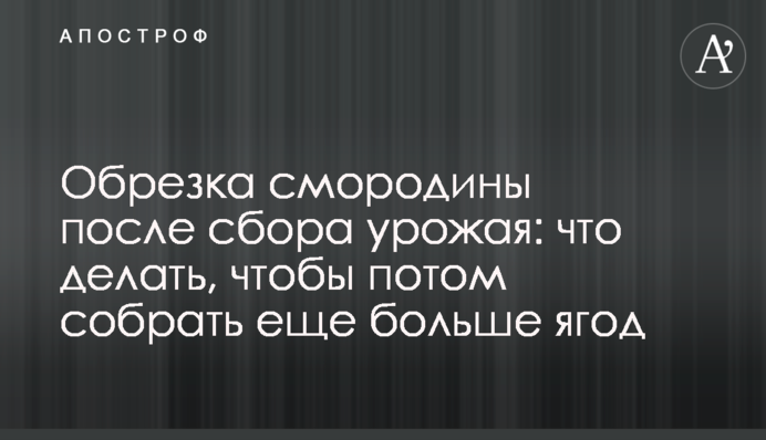 Обрезка смородины после сбора урожая: что делать, чтобы потом собрать еще больше ягод