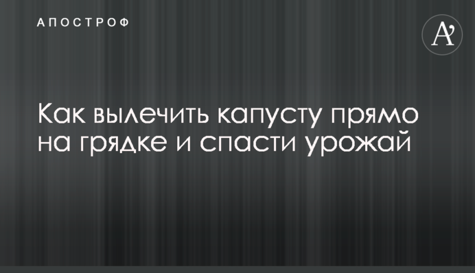 Як вилікувати капусту прямо на грядці та врятувати врожай