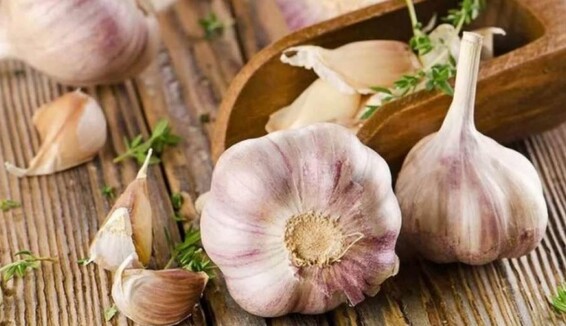 Как копать чеснок в сезон дождей: названо главное правило