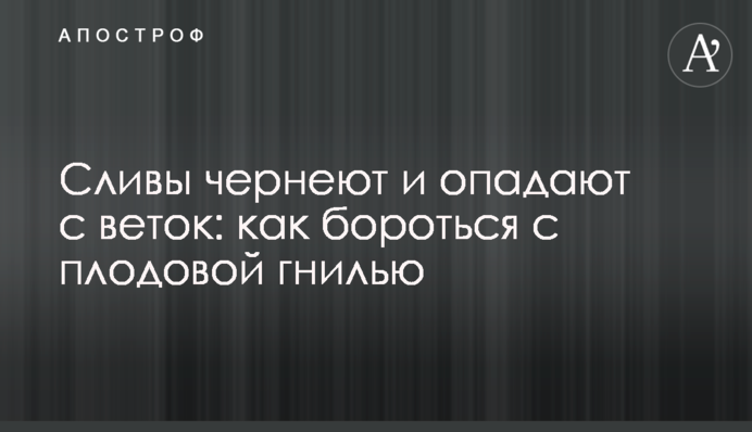 Сливы чернеют и опадают с веток: как бороться с плодовой гнилью