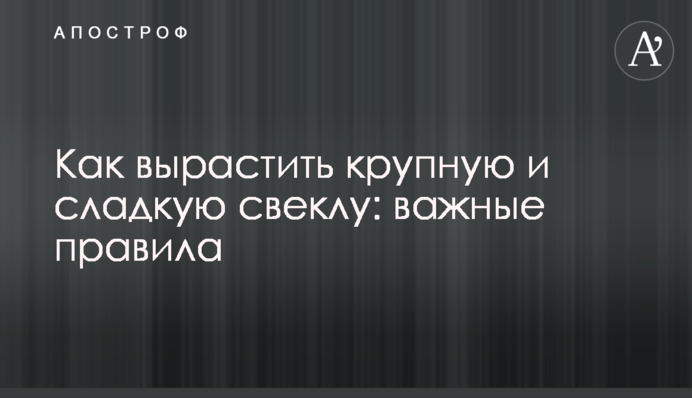 Як виростити великий і солодкий буряк: важливі правила