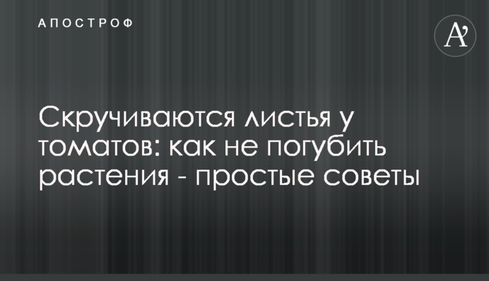 Скручується листя у томатів: як не погубити рослини - прості поради