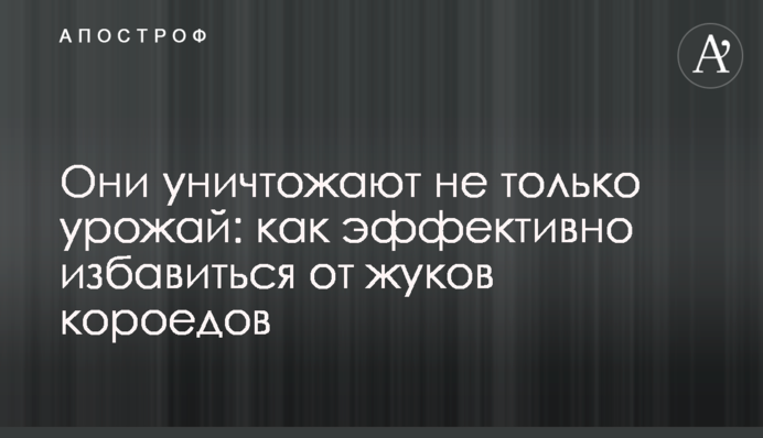 Вони знищують не лише врожай: як ефективно позбутися жуків короїдів