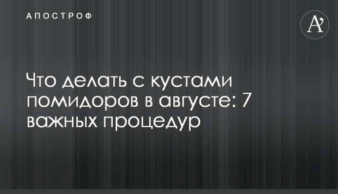 Що робити з кущами помідорів у серпні: 7 важливих процедур