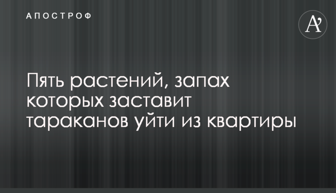 Пять растений, запах которых заставит тараканов уйти из квартиры