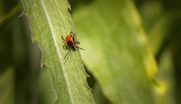 Не всегда инфицирует. Врач уточнила, когда укус клеща бывает опасным