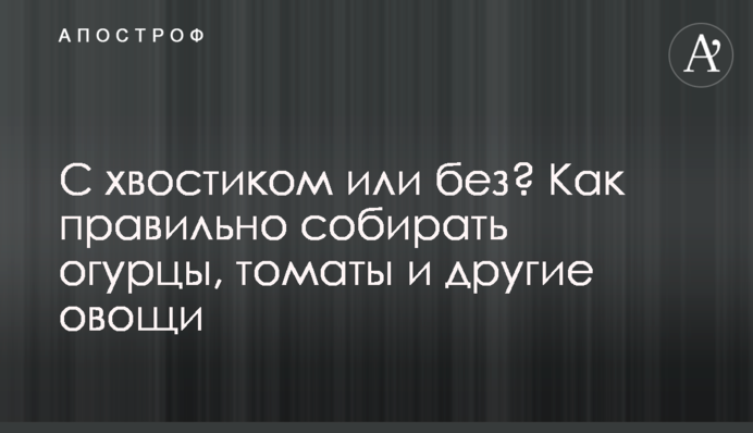 С хвостиком или без? Как правильно собирать огурцы, томаты и другие овощи