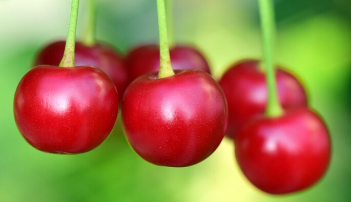 Осіння обрізка вишні: у чому особливості та які правила догляду за деревами