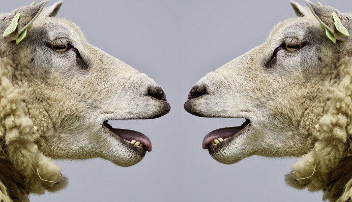 Плюють на логіку і впираються, як барани: два найбільших сперечальника за знаком Зодіаку